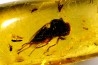 insect: Mouche + autres diptères + Hyménoptère