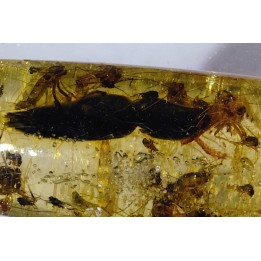 insect: Coléoptère Elateridae + petites Coléoptères + Araignée + Diptères