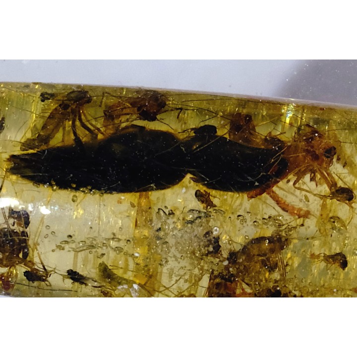 insect: Coléoptère Elateridae + petites Coléoptères + Araignée + Diptères