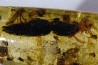 insect: Coléoptère Elateridae + petites Coléoptères + Araignée + Diptères