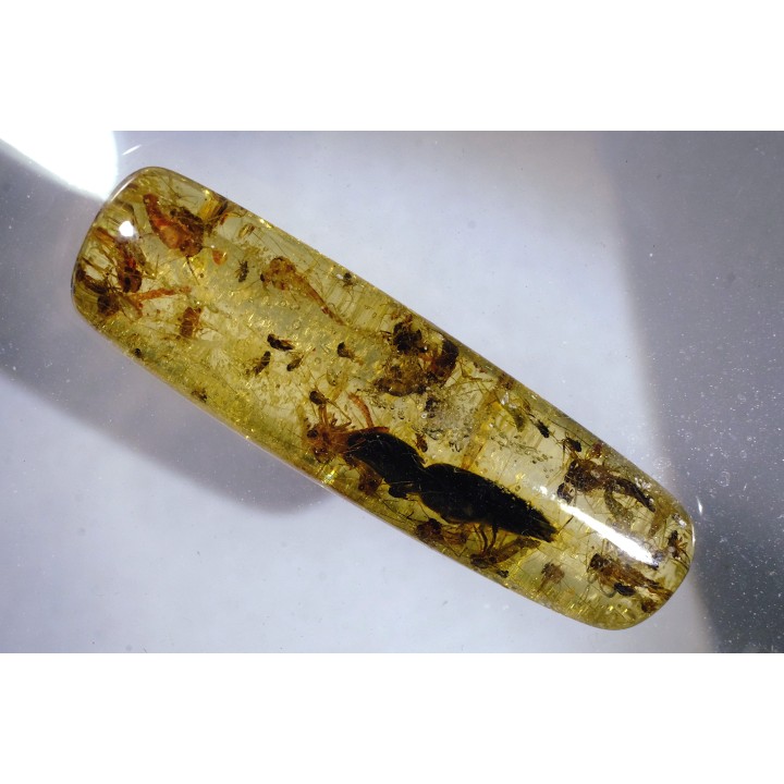 insect: Coléoptère Elateridae + petites Coléoptères + Araignée + Diptères