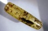 Copal: Coléoptère Elateridae + petites Coléoptères + Araignée + Diptères - Pliocène à holocène - Antsiranana, Madagascar