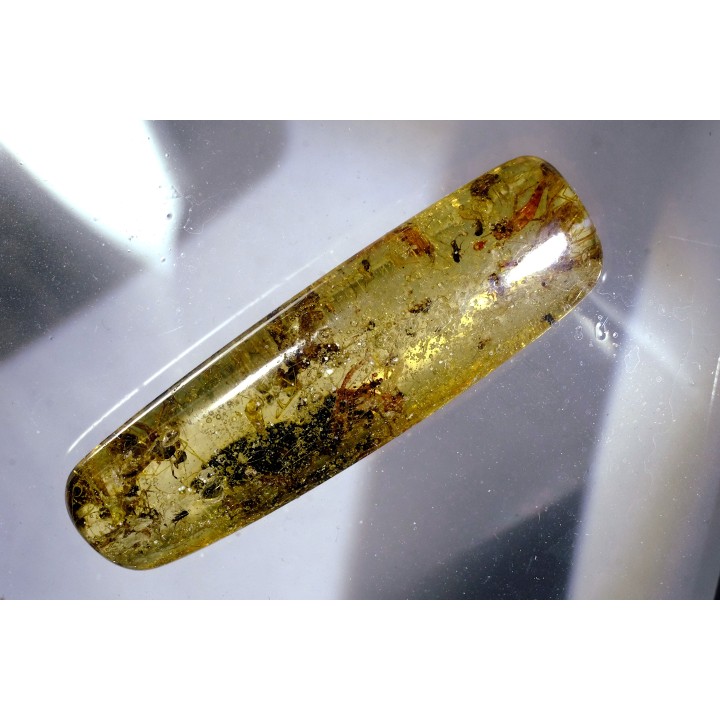 insect: Coléoptère Elateridae + petites Coléoptères + Araignée + Diptères