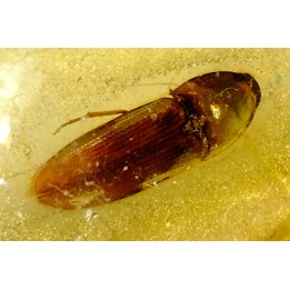 insect: Coléoptère Elateridae + petits Diptères