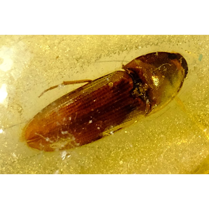 insect: Coléoptère Elateridae + petits Diptères
