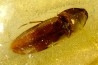 insect: Coléoptère Elateridae + petits Diptères