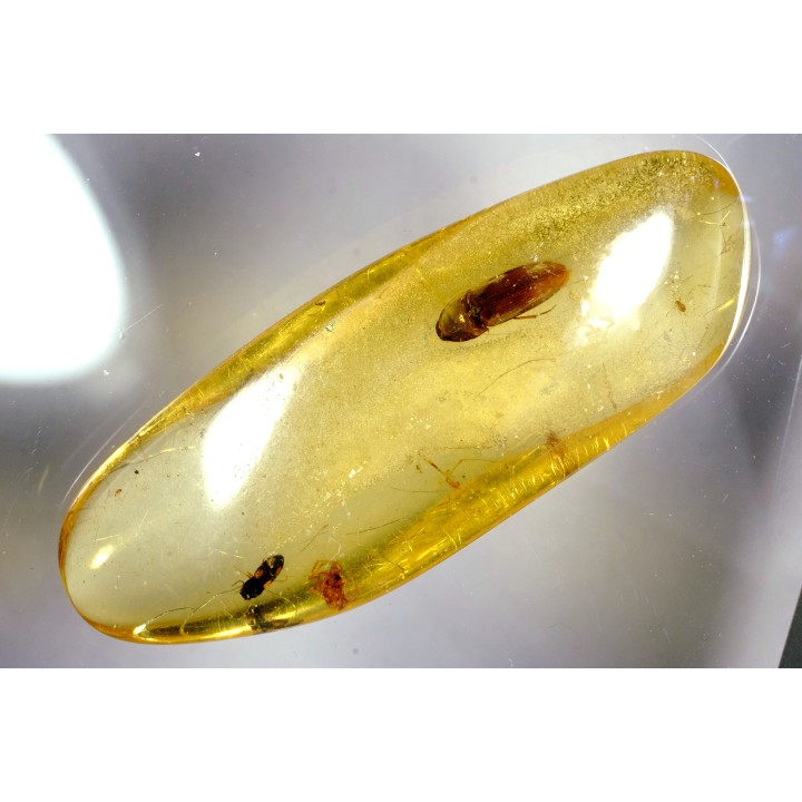 insect: Coléoptère Elateridae + petits Diptères