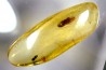insect: Coléoptère Elateridae + petits Diptères