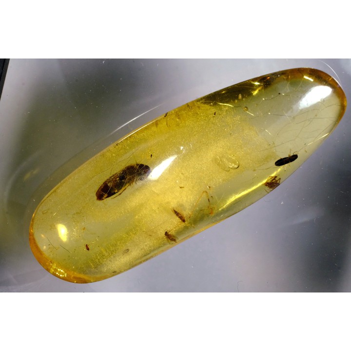 Copal: Coléoptère Elateridae + petits Diptères - Pliocène à holocène - Antsiranana, Madagascar