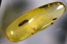 insect: Coléoptère Elateridae + petits Diptères