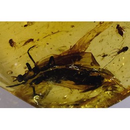 insect: Nombreux petits Diptères + petit Coléoptère