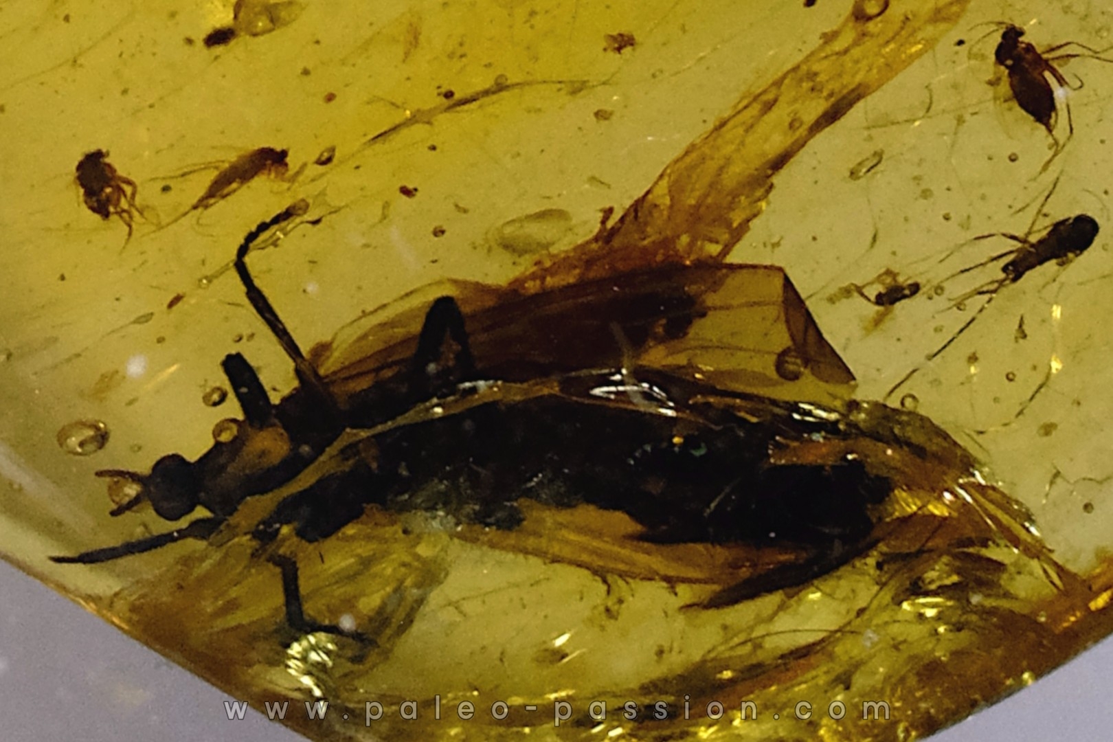 Copal: Nombreux petits Diptères + petit Coléoptère - Pliocène à holocène - Antsiranana, Madagascar