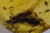 insect: Nombreux petits Diptères + petit Coléoptère
