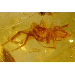 Copal: Araignée + petit Coléoptère Curculionidae - Pliocène à holocène - Antsiranana, Madagascar