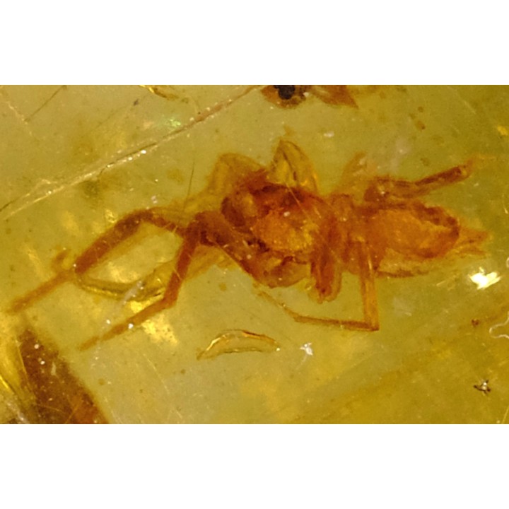 insect: Araignée + petit Coléoptère Curculionidae