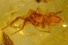 insect: Araignée + petit Coléoptère Curculionidae