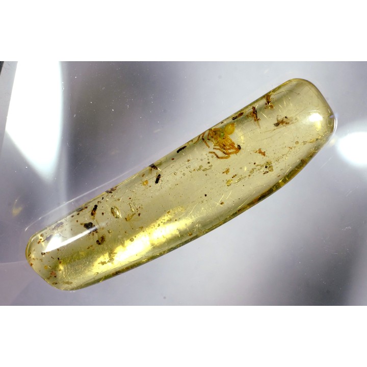 Copal: Araignée + nombreux Diptères - Pliocène à holocène - Antsiranana, Madagascar