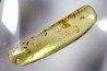 insect: Araignée + nombreux Diptères
