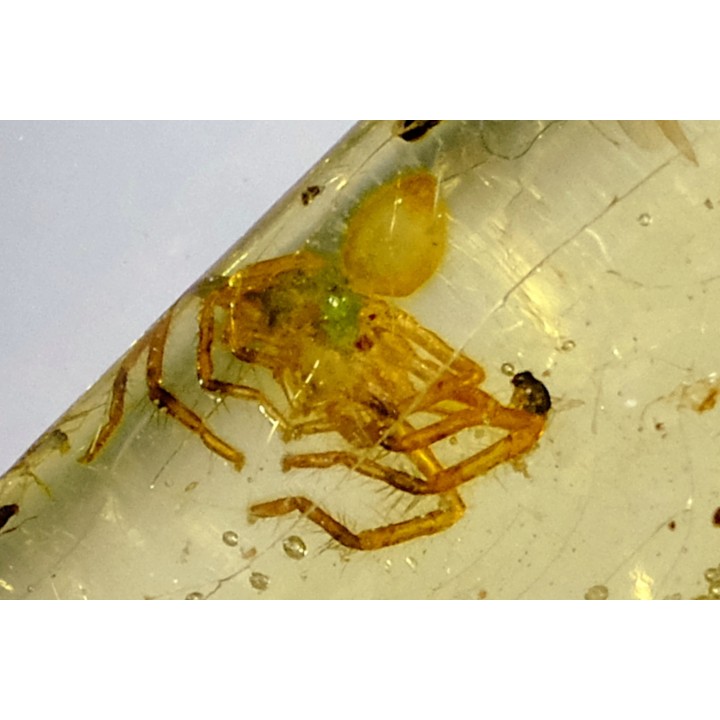 Copal: Araignée + nombreux Diptères - Pliocène à holocène - Antsiranana, Madagascar