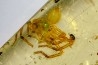 insect: Araignée + nombreux Diptères