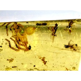 Copal: Araignée + nombreux Diptères - Pliocène à holocène - Antsiranana, Madagascar