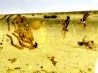 insect: Araignée + nombreux Diptères