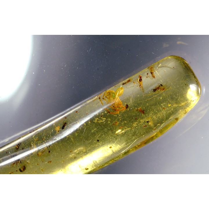 insect: Araignée + nombreux Diptères