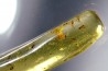 insect: Araignée + nombreux Diptères