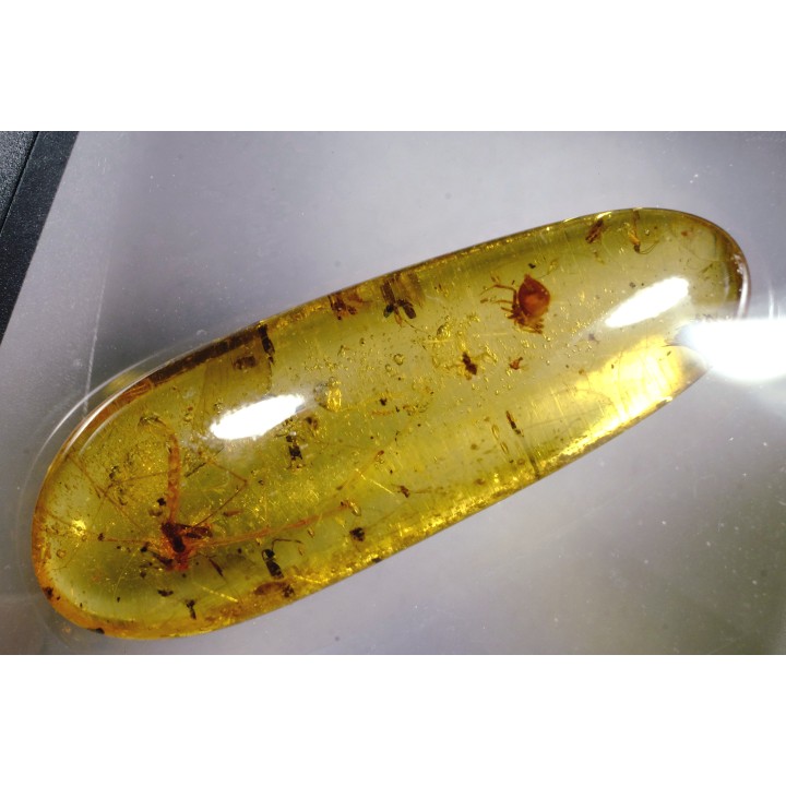insect: Araignée + Diptère Tipulidae + Diptère Psychodidae + divers