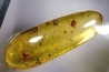 insect: Araignée + Diptère Tipulidae + Diptère Psychodidae + divers