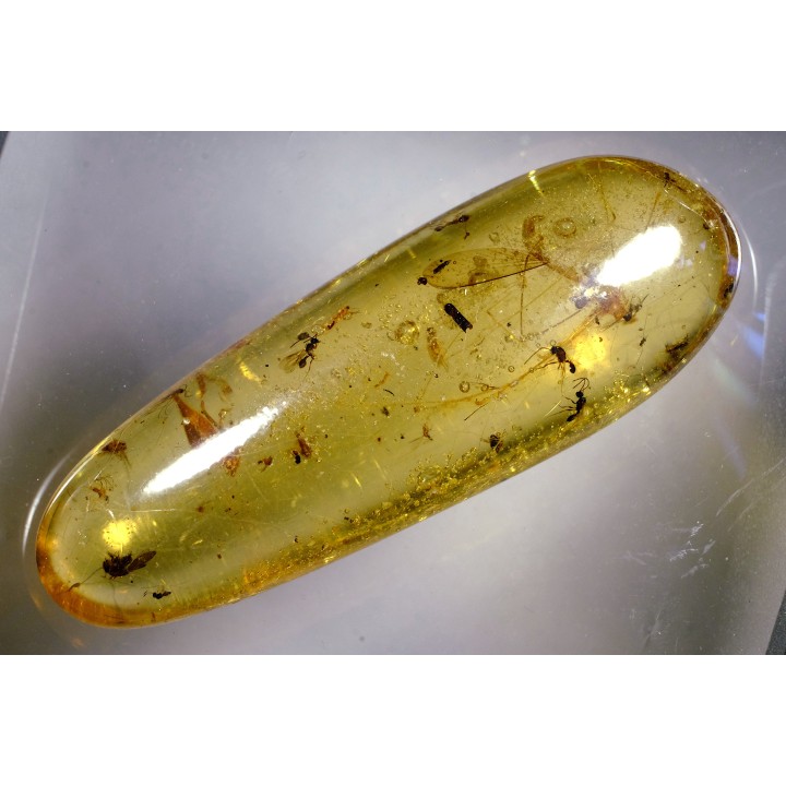 insect: Araignée + Diptère Tipulidae + Diptère Psychodidae + divers