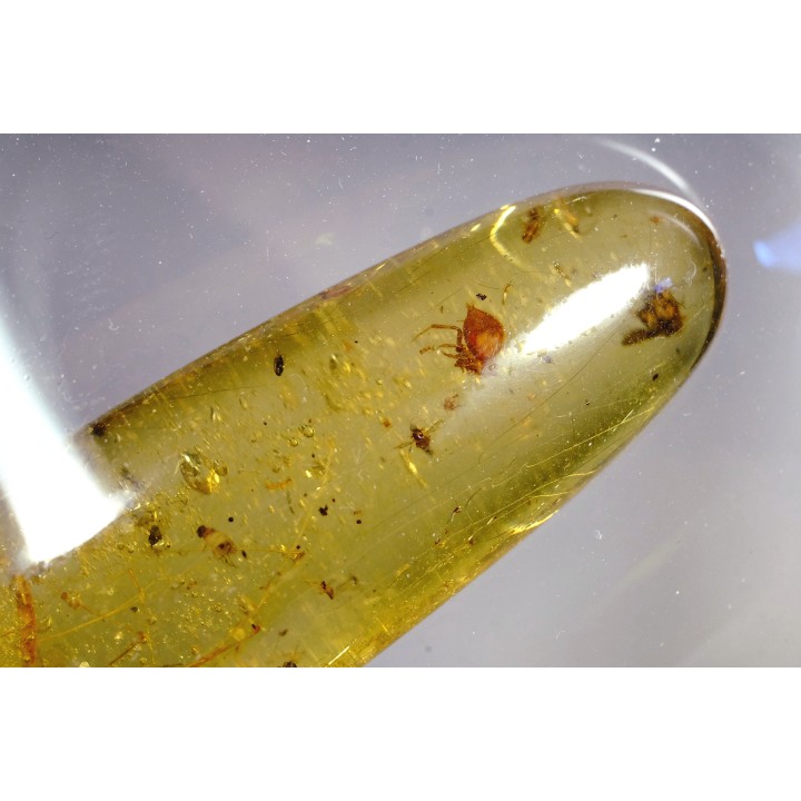 insect: Araignée + Diptère Tipulidae + Diptère Psychodidae + divers