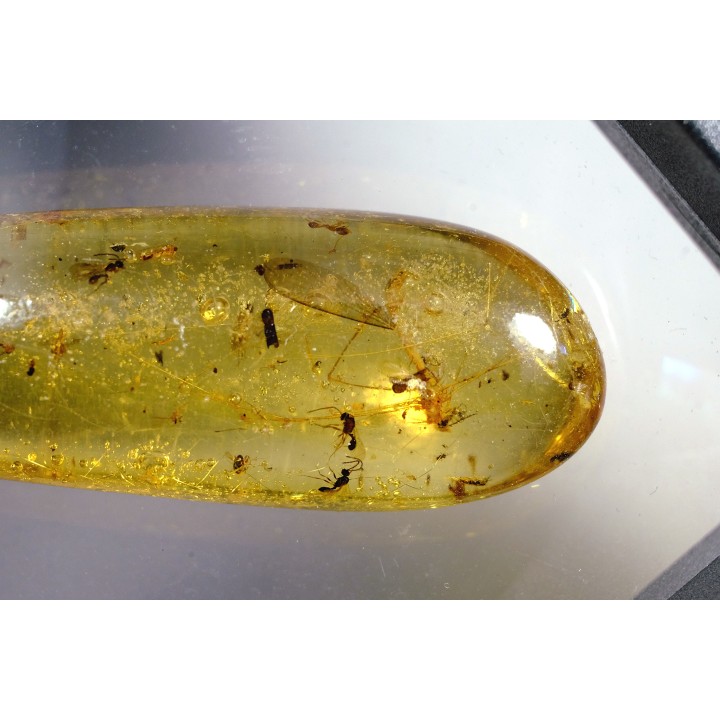 Copal: Araignée + Diptère Tipulidae + Diptère Psychodidae + divers - Pliocène à holocène - Antsiranana, Madagascar