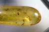 insect: Araignée + Diptère Tipulidae + Diptère Psychodidae + divers