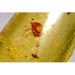 insect: Araignée + Diptère Tipulidae + Diptère Psychodidae + divers