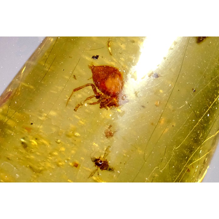 insect: Araignée + Diptère Tipulidae + Diptère Psychodidae + divers