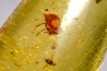insect: Araignée + Diptère Tipulidae + Diptère Psychodidae + divers