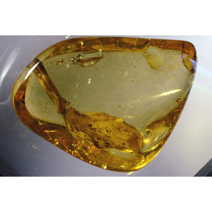 Copal: Végétal + divers - Pliocène à holocène - Antsiranana, Madagascar