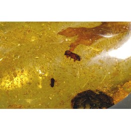 Copal: Coléoptères + Diptère + plante - Pliocène à holocène - Antsiranana, Madagascar