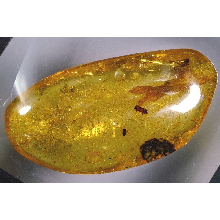 Copal: Coléoptères + Diptère + plante - Pliocène à holocène - Antsiranana, Madagascar