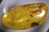 Copal: Coléoptères + Diptère + plante - Pliocène à holocène - Antsiranana, Madagascar