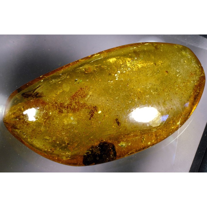 Copal: Coléoptères + Diptère + plante - Pliocène à holocène - Antsiranana, Madagascar
