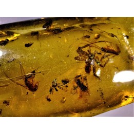 Copal: Araignée + nombreux Diptères - Pliocène à holocène - Antsiranana, Madagascar