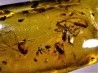 insect: Araignée + nombreux Diptères