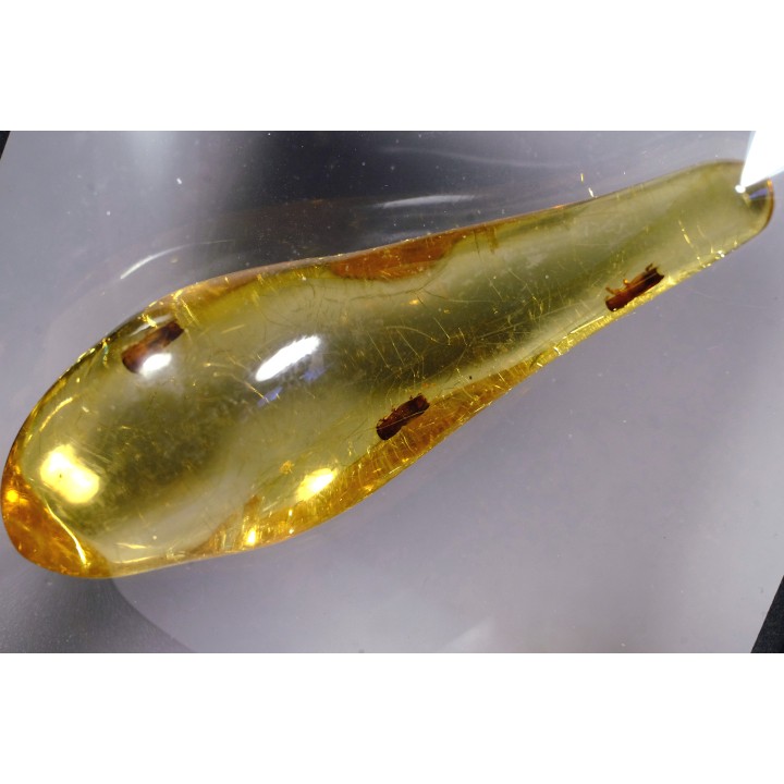 insect: Coléoptères Scolytinae