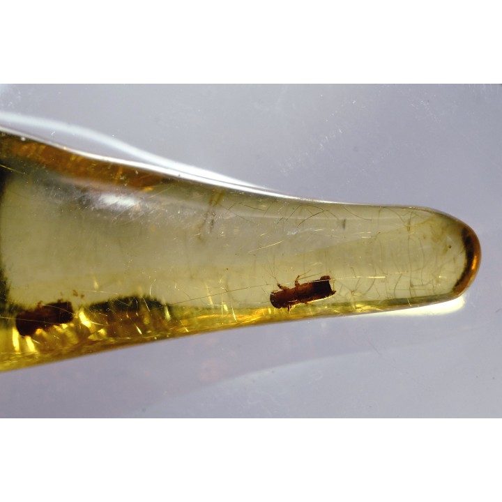 insect: Coléoptères Scolytinae