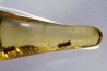 insect: Coléoptères Scolytinae