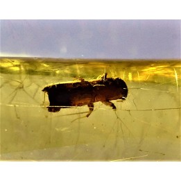 Copal: Coléoptères Scolytinae - Pliocène à holocène - Antsiranana, Madagascar