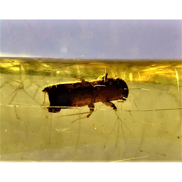 insect: Coléoptères Scolytinae