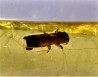 insect: Coléoptères Scolytinae